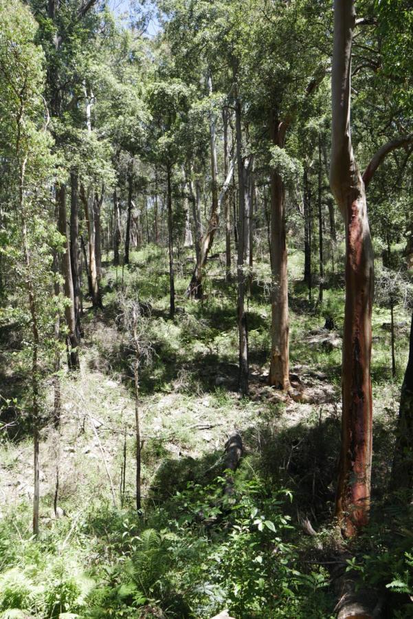 True North - 4Br Home & Garden In Bush Setting With Huge Bath Bilpin Buitenkant foto
